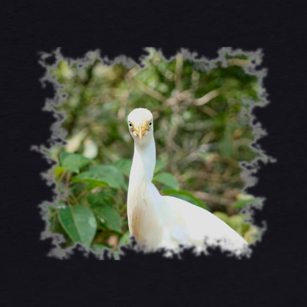 Cattle Egret by Nicole Gath Photography